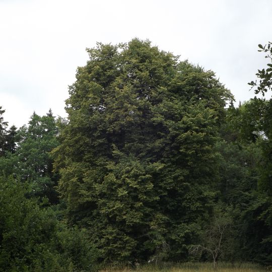 Lípa u hájovny Kopce