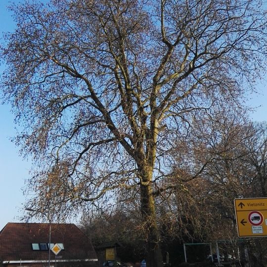 Naturdenkmal Platane an der Eisdiele