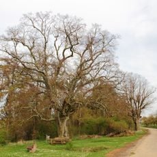 Winterlinden Vogelherd