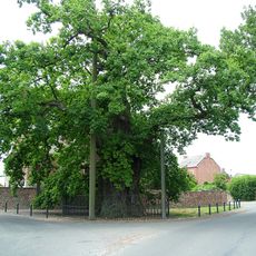 Dikke eik van Liernu