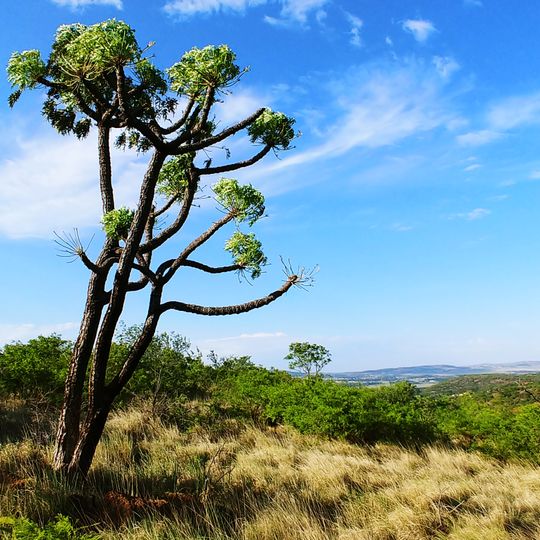 Klipriviersberg Nature Reserve