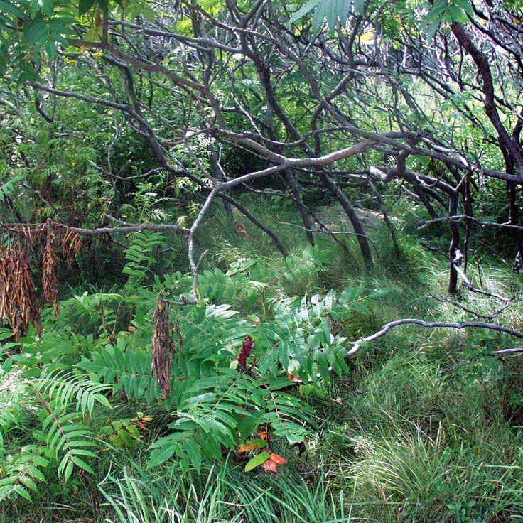 Parque Estatal Odiorne Point