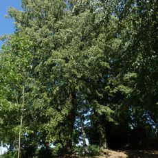 Famous trees in Kotoučov