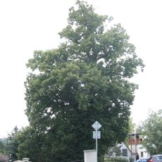 Lípa v Horní Ledči