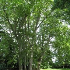 Kaštieľ a park, park