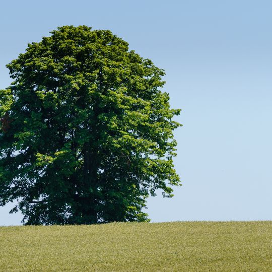 Hertwigs-Linde, Groitzsch