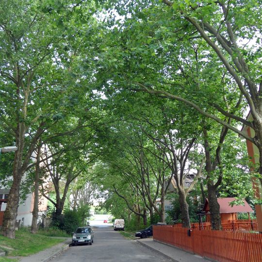 Stromořadí 20 platanů javorolistých v Rakouském táboře