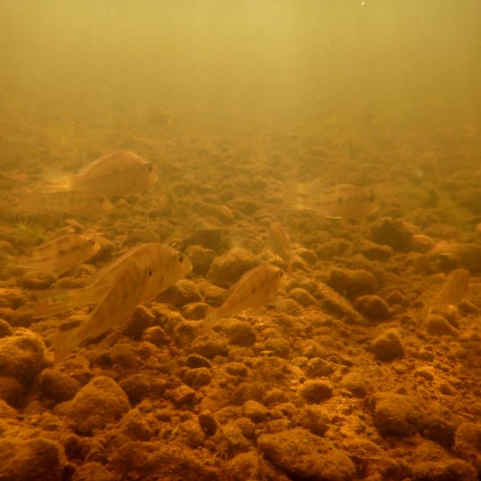 Uatumã Biological Reserve