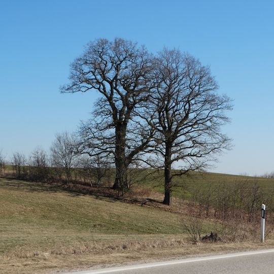 Pakarčemio ąžuolas