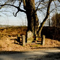 Lípa u silnice Blíževedly – Rašovice