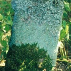 Milestone, entrance to Darwin Forest Country Park, NE of Burnt Piece crossroads (Flash Dam)