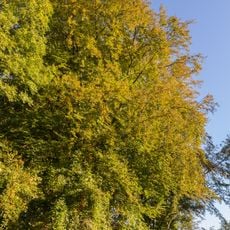 Breitenbrunner Buche