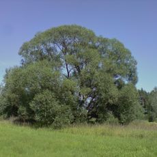Vrba křehká za Políknem u rybníčku
