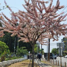 Dongshan Sports Park