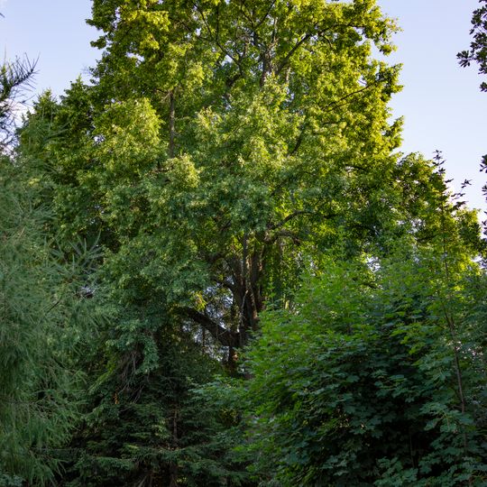 Lípa pod Panorámkou