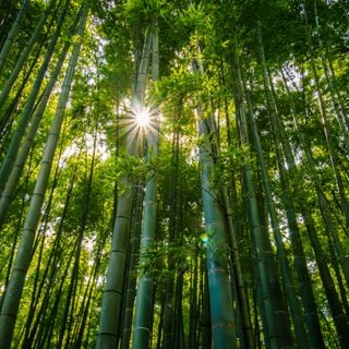 Hokokuji Bamboo Forest