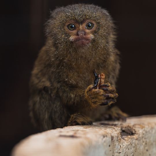 Berkenhof 's Tropical Zoo & Vlindertuin