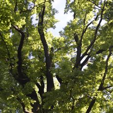Quercus robur 9-39/B