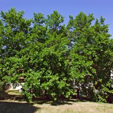 Morus alba in Schildau