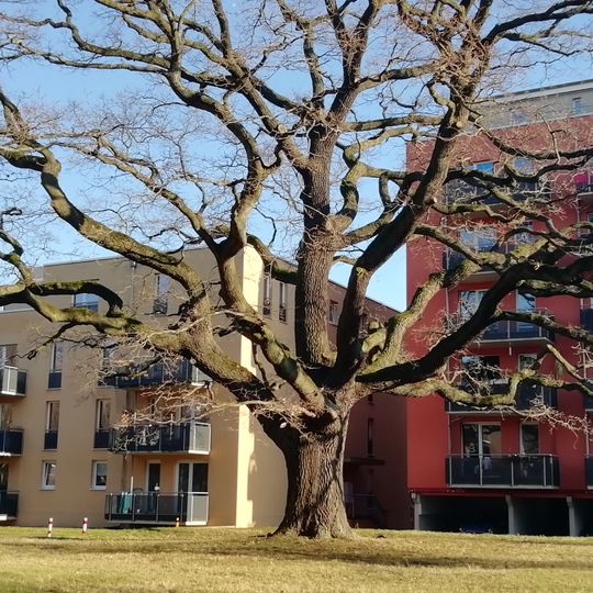 Naturdenkmal Stiel-Eiche an der Babelsberger Straße Babelsberger Straße 1, 14473 Potsdam; Flur 4, Flurstück 83 in Potsdam