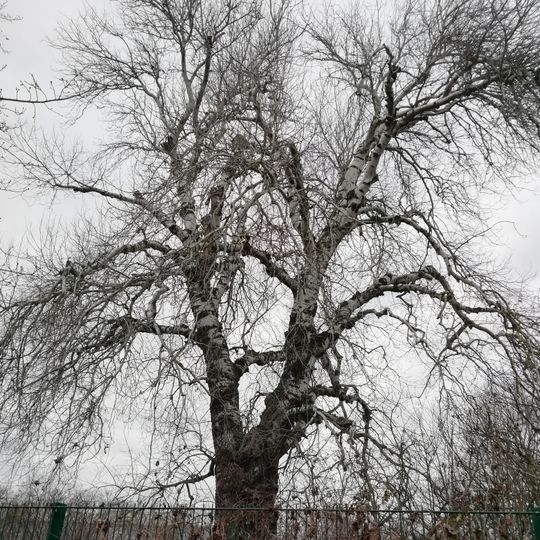 Naturdenkmal Silber-Pappel in Babelsberg Süd Wetzlarer Straße / Ecke Orenstein & Koppel Straße auf dem Grundstück des [[Verkehrsbetrieb Potsdam