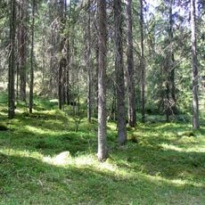 Liesjärven Kansallispuisto