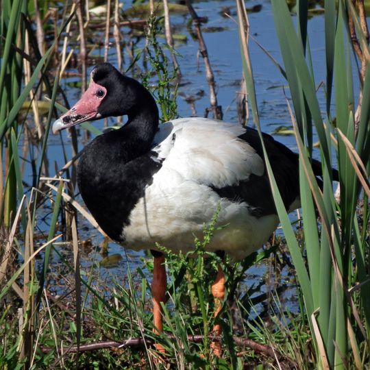 Hasties Swamp National Park