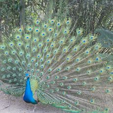 可愛動物區