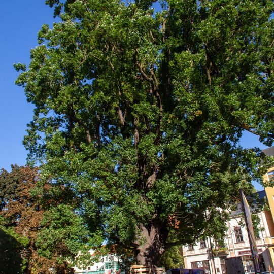 Dub u sv. Františka z Assisi