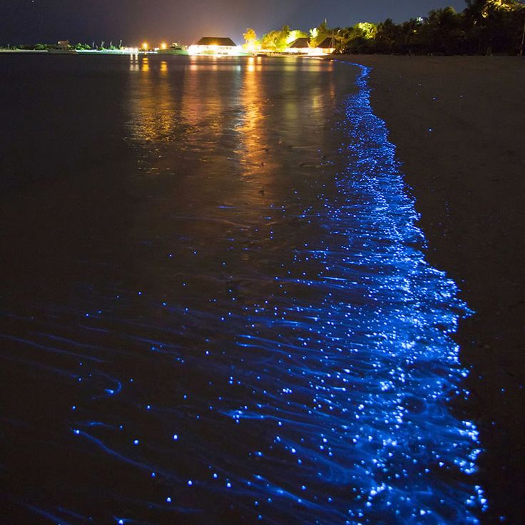 Bioluminescencyjna Zatoka