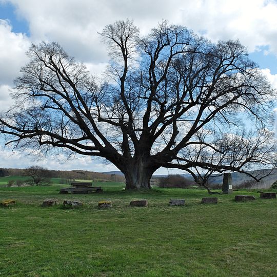 Linde bei Sipperhausen