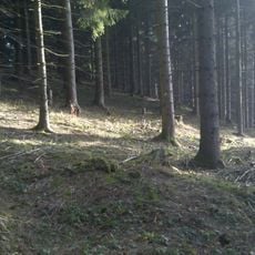 Rainer Berg