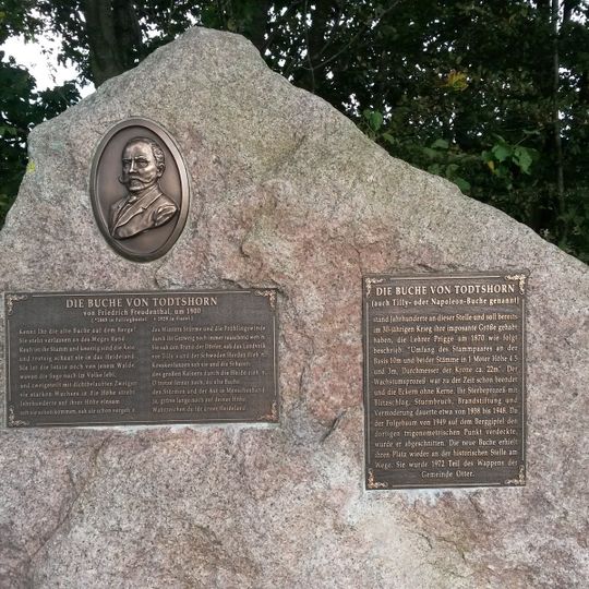 Die Buche von Todtshorn