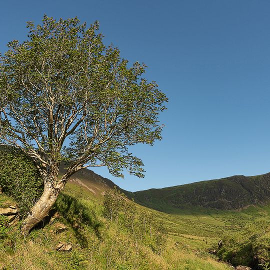 Vogelbeerbaum im Carrifran-Tal
