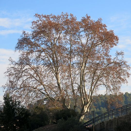 Plàtan d'en Gibert