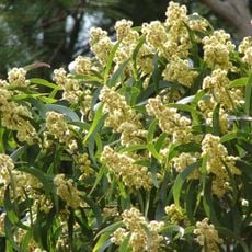 Kula Botanical Garden