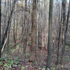 Горіх маньчжурський