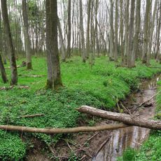 Erlenwald Röte - Strüt