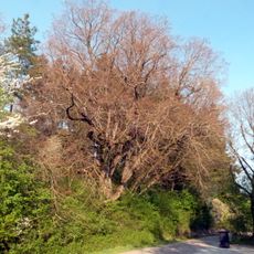 3 Linden bei Stimpfach