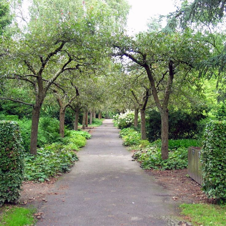 Kirschweg im Friedhof Bispebjerg