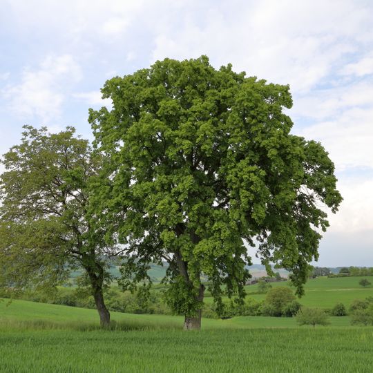 1 Sommerlinde Mittelberg