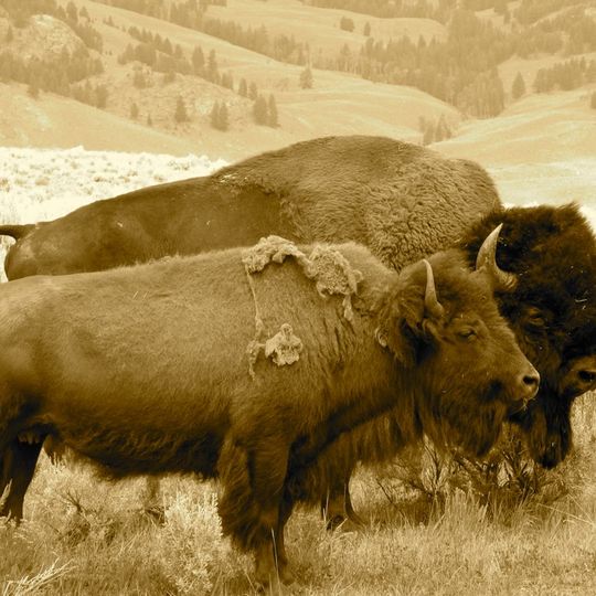 Antelope Island bison herd