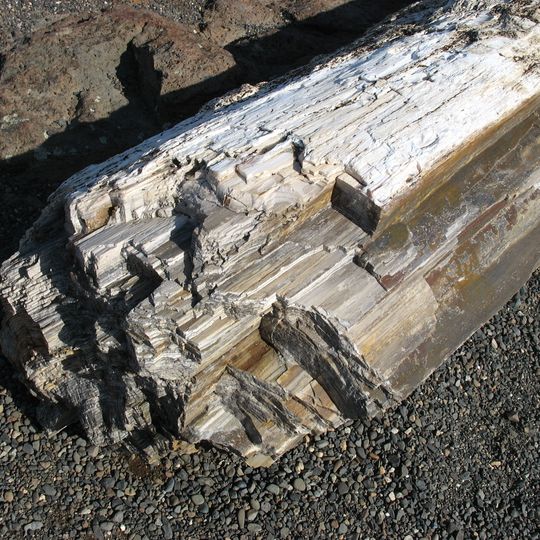Parco statale della foresta pietrificata di Ginkgo