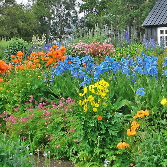 Akureyri Botanical Garden