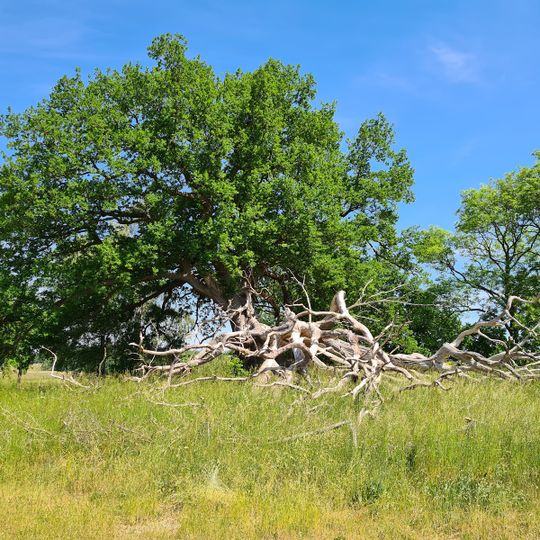 Naturdenkmal Suckower Eiche