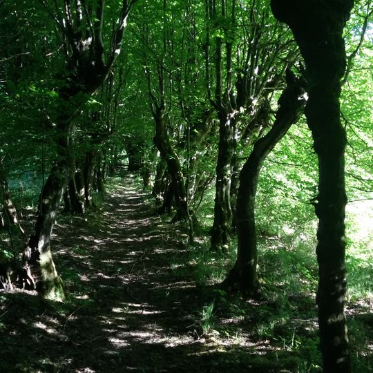 Hirschgang einschließlich 3 Eichen und 1 Linde