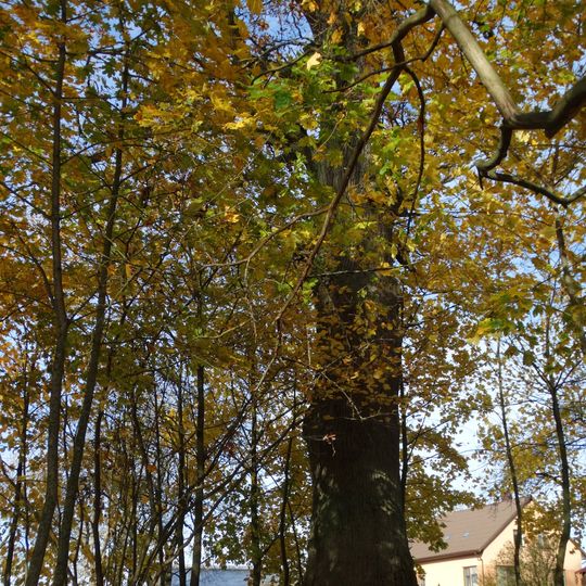 Milaičių ąžuolas