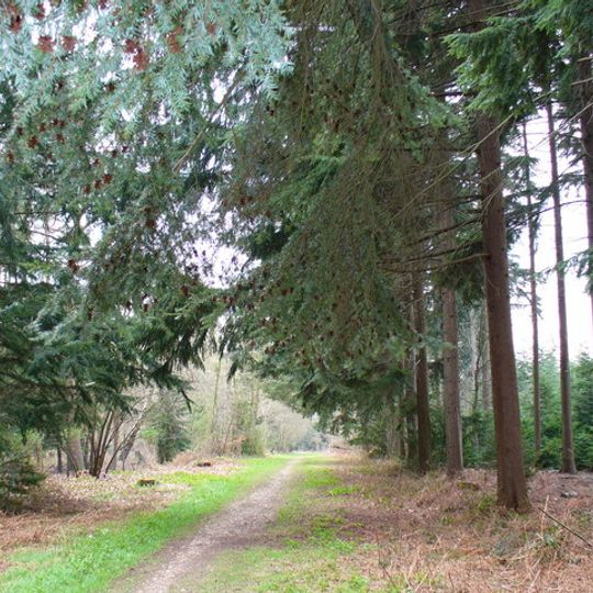 Alice Holt Forest