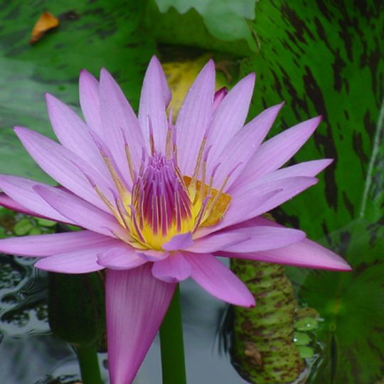 Hawaii Tropical Botanical Garden