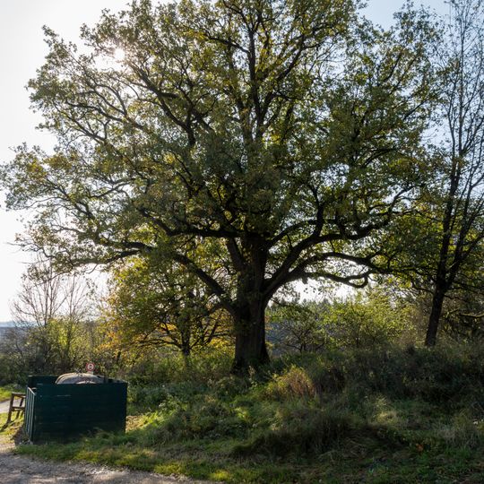 Pühlheimer Dorfeiche